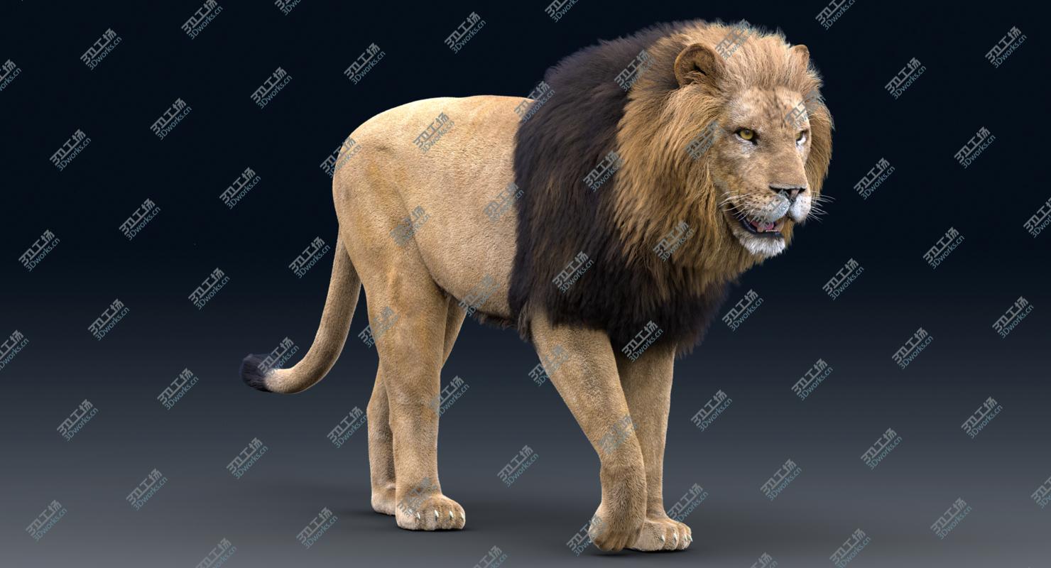 images/goods_img/20210313/3D Lion(Rigged, FUR)1 model/3.jpg